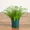 27in. UV Resistant Artificial Boston Fern Plant with Real Touch Leaves (Indoor/Outdoor)